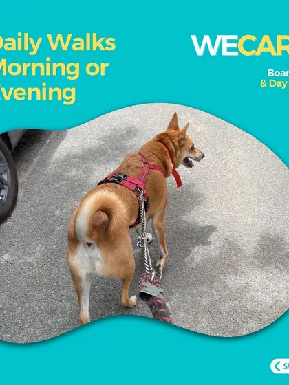 Daily walks are a key part of our routine. We make sure every dog gets out for exercise and fresh air in the morning and evening.
