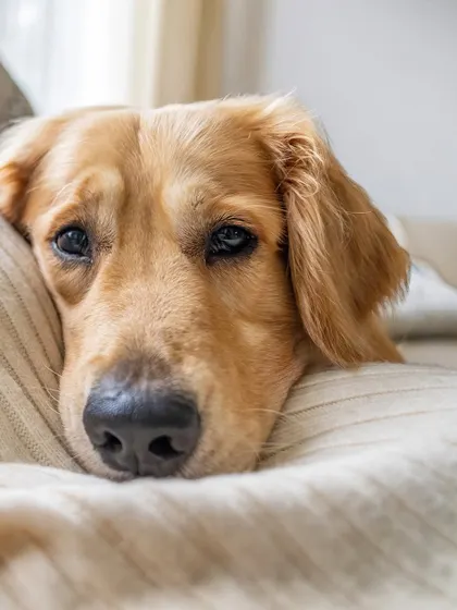 This maternity shoot with Hugo the Golden Retriever was designed around a stunning half-black, half-white theme. Hugo provided the perfect pop of color, keeping the focus on the star of the show. It's a sophisticated and artistic take on a pregnancy announcement.