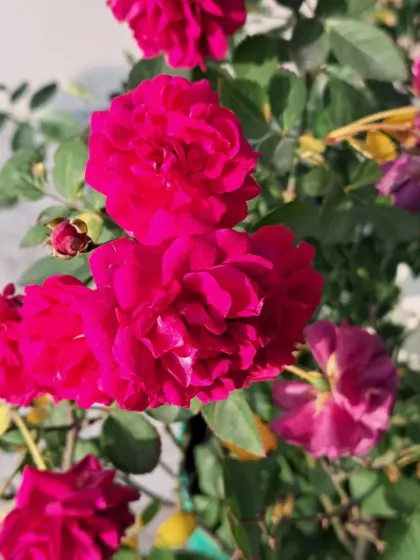 A healthy red Button Rose bush.