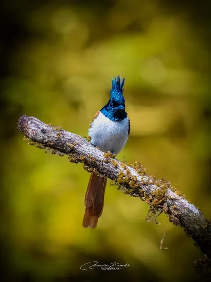 A front-facing portrait of the Asian Paradise Flycatcher. Its spiky crest and intense gaze give it a regal and commanding presence.