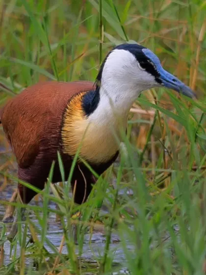 The African Jacana, a truly vibrant bird with a blue bill and head shield. Its extremely long toes allow it to walk on floating vegetation, seemingly walking on water.