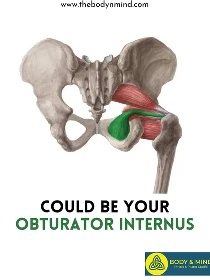 This anatomical diagram highlights the obturator internus muscle, which can cause significant hip and pelvic pain when tight.