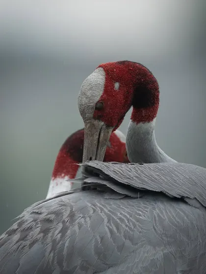 A pair of Sarus Cranes preening together, a common bonding behavior. These birds often mate for life, and capturing these interactions tells a deeper story about their social lives.