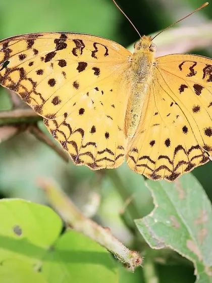 A Common Leopard butterfly rests on a leaf, showcasing its beautiful spotted pattern. Our gardens are a haven for butterflies.