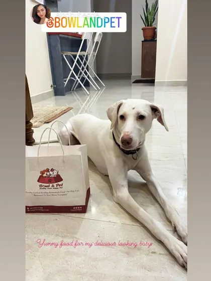 The beautiful Rajapalayam, Siri, posing with her delivery bag. We're so glad she's enjoying her yummy and healthy homemade food.