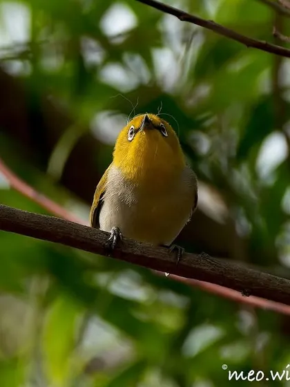 This little White-eye looked straight up at me, giving a full view of its bright yellow throat and curious expression. They are incredibly cute and fun to watch.