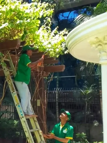 For taller vines and creepers, maintenance requires the right equipment. My team is using a ladder to prune and train the foliage on this pergola, ensuring the structure remains beautiful and the plants healthy.