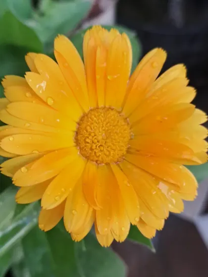 Another beautiful Calendula bloom.
