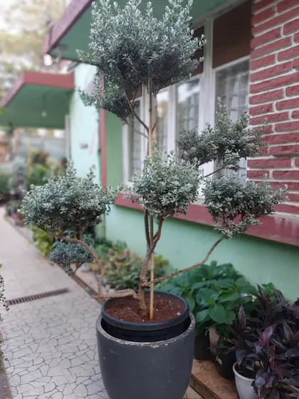 This is a specimen Leucophyllum frutescens, also known as Nikotia, expertly shaped into a topiary. We specialize in sourcing and cultivating unique statement trees that become living sculptures in your garden or on your terrace.