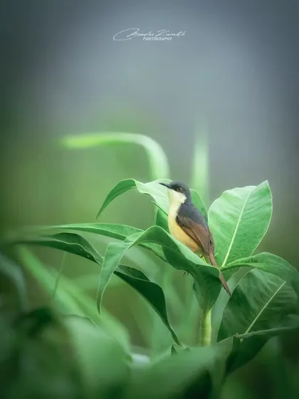 An Ashy Prinia in a dreamy, misty setting. The soft focus and muted green tones give this image an ethereal quality.