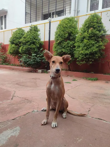 This is Maria, a graceful 1-year-old Indie girl, patiently waiting for her forever family. She is already spayed and vaccinated, and her gentle nature makes her a joy to be around.
