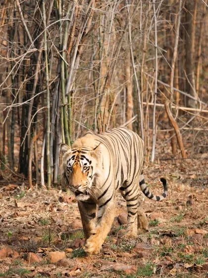 Here, a tigress patrols her territory against the dense bamboo backdrop characteristic of Tadoba. Capturing these natural behaviors requires understanding the animal's routine, a key focus of my wildlife photography workshops.