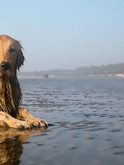 Another beautiful shot of Jhilmil the Golden Retriever enjoying her beach day. Her relaxed posture and the serene water around her create a feeling of complete peace.