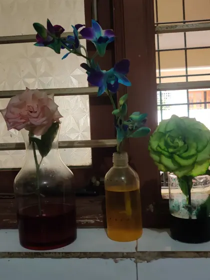 A simple and beautiful experiment to show how plants absorb water. We placed white flowers in colored water and observed over a few days as the petals changed color, making the concept of capillary action visible and easy to understand.