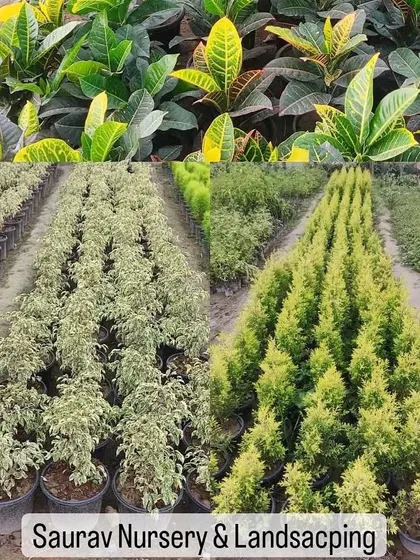 This image shows the variety we offer, from colorful Crotons to leafy Ficus Starlight and pyramid-shaped Golden Cypress trees. We have plants for every need and space.