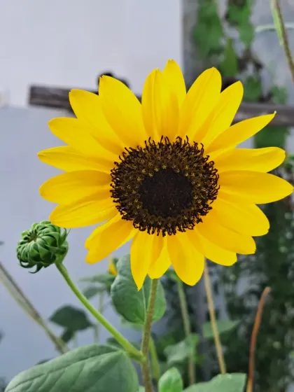 A sunflower with a new bud forming next to it.