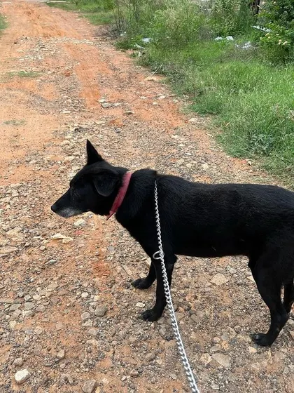 A gentle walk on a quiet path for 15-year-old Blacky. I always adjust the pace and activity level to suit each dog's age and needs.