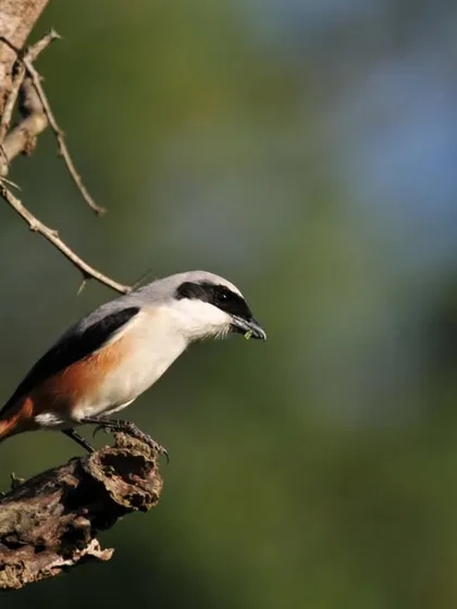 The Long-Tailed Shrike is another fascinating bird you might encounter. Our natural habitats support a rich diversity of avian life.