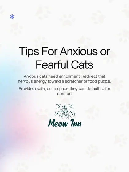 Anxious or fearful cats require special understanding and a calm environment. We provide tips on using enrichment like food puzzles and scratchers to redirect nervous energy and build their confidence.