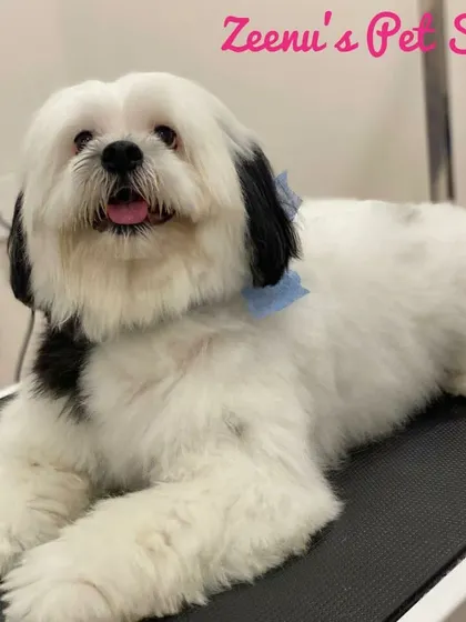 This Lhasa Apso is looking relaxed and comfortable after his grooming. I kept his coat long and flowing but trimmed it for a clean, healthy appearance.