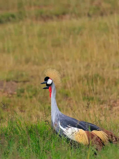 A Crested Crane calling out in the tall grass. Their loud, booming calls are a characteristic sound of the African wetlands and grasslands.