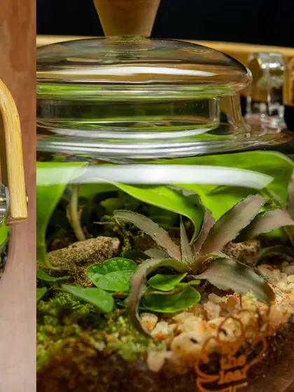 A detailed close-up of the plants inside the glass teapot terrarium. This shot highlights the textures and colors of the miniature tropical world I've created.