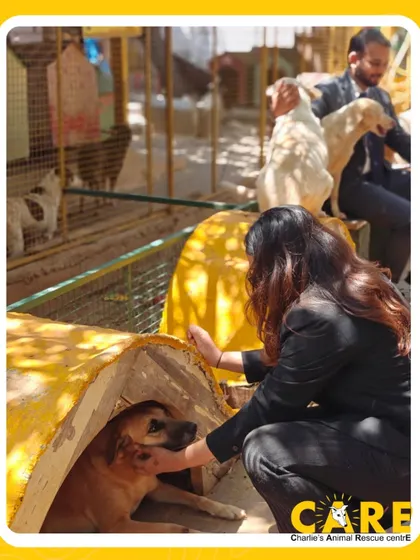 A volunteer from the Taj Westend team makes a new friend who is shyly peeking out of a kennel. These gentle interactions help build trust with our rescued animals.
