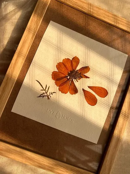 A homegrown cosmos flower, pressed and preserved on my own handmade paper. The sunlight catching the delicate petals shows the simple beauty I aim to capture. This piece is part of a larger collection of botanical art I am creating.
