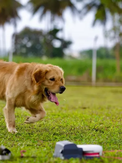 This Golden Retriever is focused and driven while using our SwiftPaws lure course.
