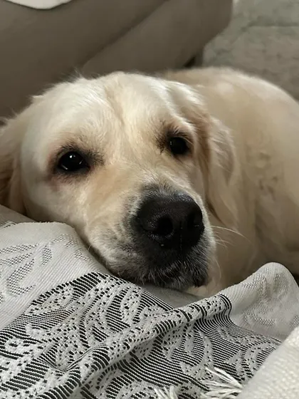 This is my Zoey. She's goofy, smart, and full of energy. She reminds me every day that every dog has a unique personality that we should celebrate.
