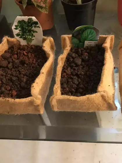 This is a look at the simple, eco-friendly components of the microgreens kit. These biodegradable grow bags come filled with the right soil mix, ready for you to plant seeds like parsley and watch them sprout in just a few days.