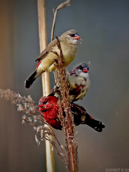 A beautiful composition of Red Avadavats. The frame shows a fully coloured male, a transitioning male, and a female, all on the same stalk.