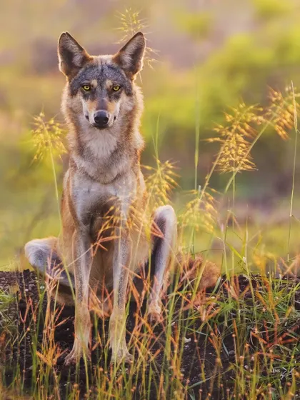 In the grasslands of Bhigwan, I met this Indian Grey Wolf. The directness of its gaze was captivating, a silent communication beyond words. It sat with a calm authority, a wild spirit that reminded me of the ancestors of our domestic companions.