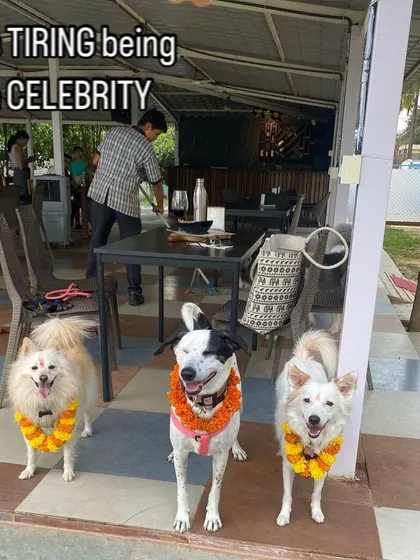 It's tiring being a celebrity! Three of our in-house dogs looking picture-perfect with their marigold garlands during the Kukur Tihar celebration.