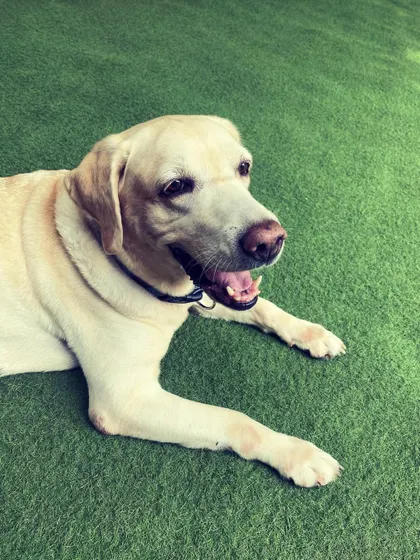 A senior Labrador enjoying a moment of rest on the soft green turf. We provide a comfortable and safe space for dogs of all ages and energy levels.