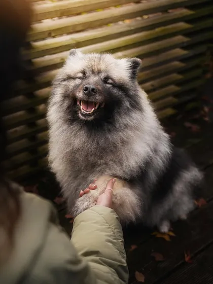 A smile that could light up any room! This fluffy Keeshond is sharing a moment of pure joy and trust, holding hands with its human.