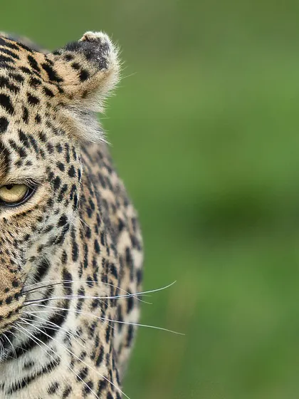 The eye is the window to the soul, and this leopard's gaze is mesmerizing. This intimate portrait draws you in, creating a powerful connection with the wild.