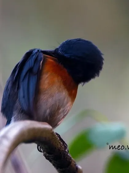 A rare shot of the flycatcher preening, with its head tucked into its feathers. This behavior, though common, is hard to capture clearly and shows a different, more intimate side of the bird.