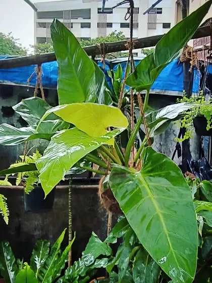 A beautiful hanging Philodendron, perfect for adding a cascade of green to a balcony or bright window. These are available now at the nursery.