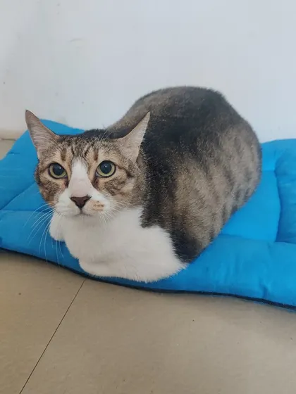 Goru, the tabby and white cat, posing in a perfect cat loaf shape on a blue cushion.