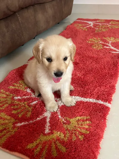 That little pink tongue! This puppy is sitting pretty on the rug, ready for his close-up. We send regular photo updates to pet parents.