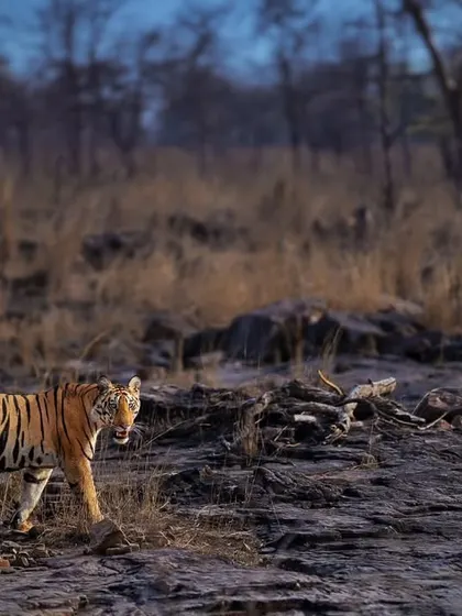A cub from the P151 litter in Panna National Park, set against the rocky terrain. This landscape is as much a character in the photo as the tiger itself.