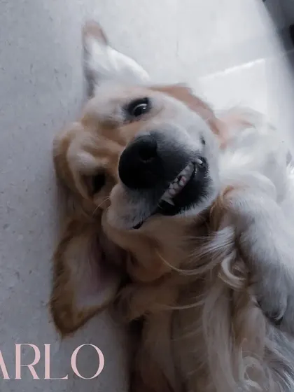 This is Arlo, a sweet and gentle Golden Retriever. He can be a little shy at first, but he warms up to become the best companion.