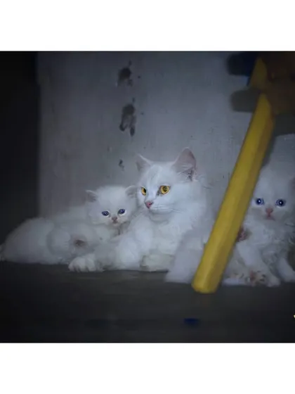 A beautiful family portrait of our white Persian mother cat with her two pure white, blue-eyed kittens. We believe in providing a nurturing environment where moms can raise their babies comfortably and safely.