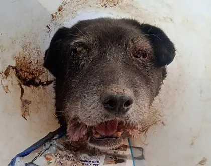 This old dog was rescued with a horrific mouth injury, likely a cancerous tumor. He is wearing a cone to prevent him from scratching it. Senior dogs with severe medical issues are a common focus of our rescues.