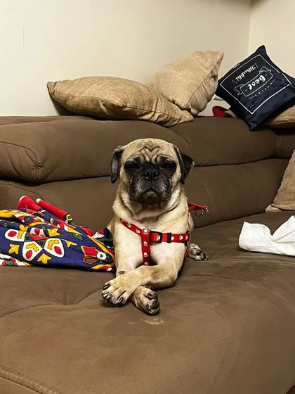 This was a foster appeal for Shushi the pug. She needed a temporary home while recovering from tick fever and pancreatitis. We provide all medical supplies and guidance.