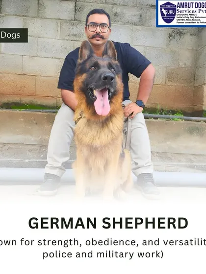 The German Shepherd is a classic choice for police and military work due to its strength, obedience, and versatility. This dog exemplifies the ideal conformation and temperament we look for in the breed.