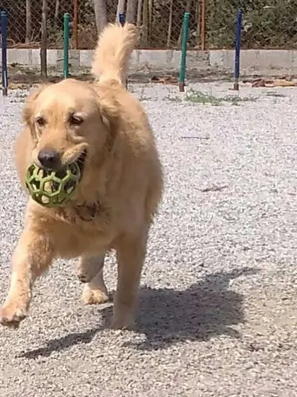 This Golden Retriever proudly carries its favorite ball during a game of fetch. We have plenty of toys to keep every dog engaged and entertained.