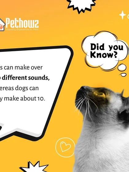 Did you know that cats are vocal masters? This fun fact reveals that cats can make over 100 different sounds to communicate, while dogs are limited to about 10.
