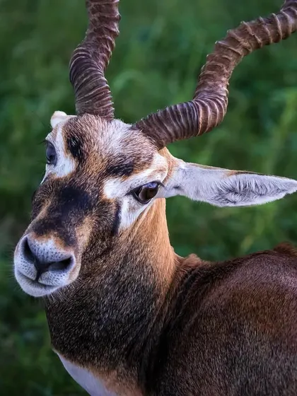I captured this intimate portrait of a Blackbuck in Rajasthan, its intelligent gaze connecting directly with the viewer. The detailed shot highlights the magnificent spiral horns and the alert, gentle nature of this graceful antelope.